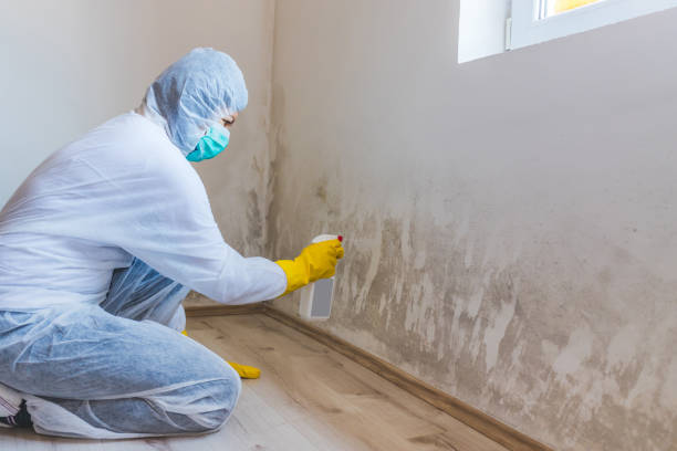 Professional mold removal team in Upper Falls
