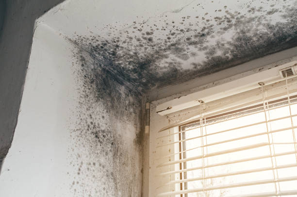 Mold Removal service in Upper Falls
